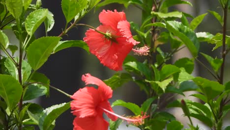 shoeblackplant flower -spacered - green nature