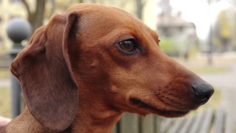 el perrito está posando para la cámara