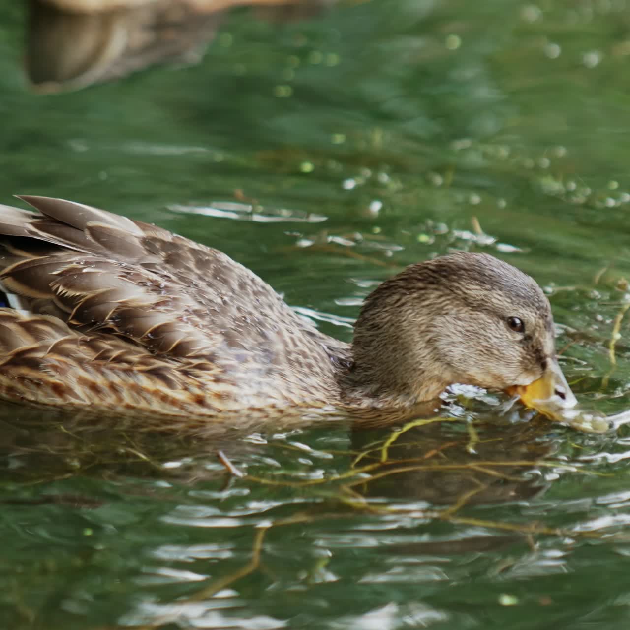 Delizioso germano reale sul fiume calmo. Anatra selvatica alla ricerca di lenticchie d'acqua da mangiare. Primo piano