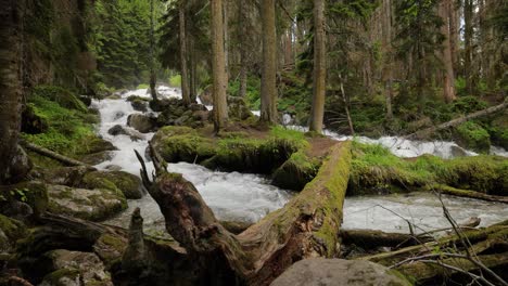 mountain river in the wood in slow motion. beautiful wildlife landscape.