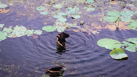 pollitos de pato bañándose en agua de estanque desde el ángulo superior