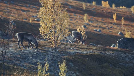 young reindeer walk grazing through the autumn tundra landscape