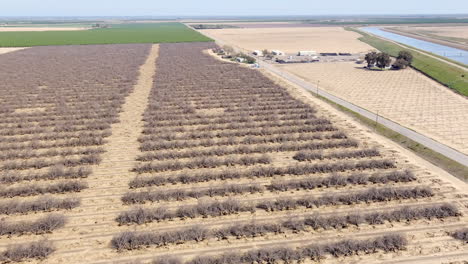 Aerial,-dead-orchard-plantation-farm-field-caused-by-drought-from-climate-change