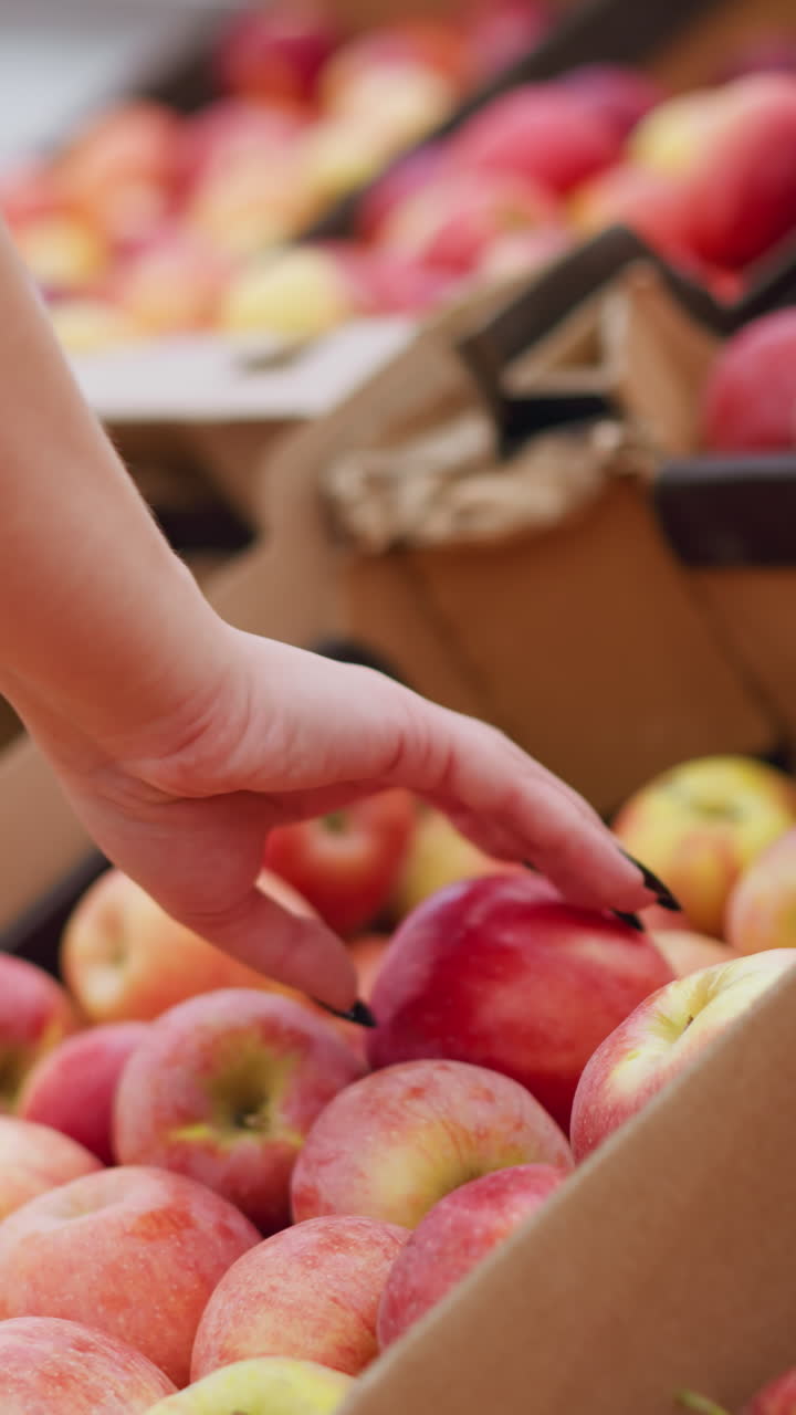 사과 상자에서 은 사과를 뽑고, 잠시 관찰하고, 식료품 가게나 시장에서 쇼핑하는 동안 상자에 다시 넣는 여자의 부분적인 뒷면