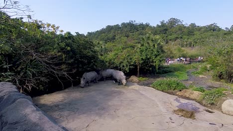 rhinos at the taipei zoo nobody in shot 60 fps