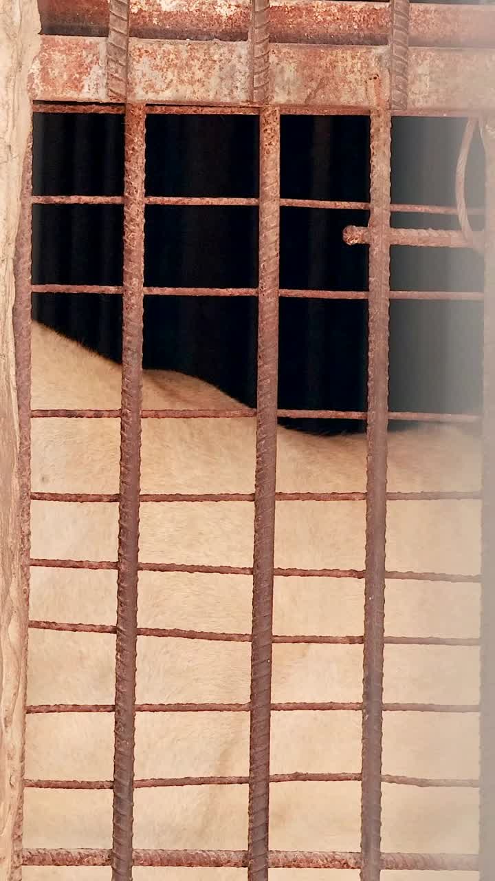 león observado en un recinto del zoológico