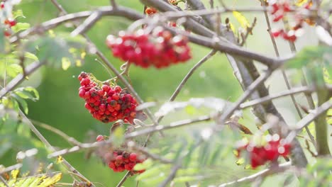 las imágenes de video en la luz del sol de la mañana presentan bayas maduras de rowan