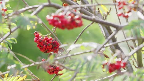 video footage in morning sunlight features ripe rowan berries