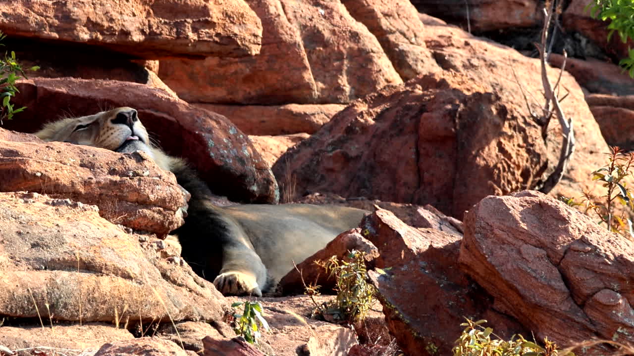Male African Lion Resting on Rocks