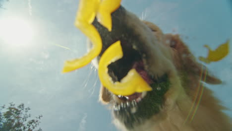 perro comiendo pimienta amarilla