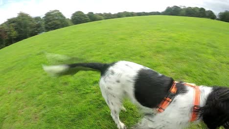 perro spaniel a cámara lenta en el parque