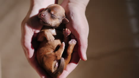 un hombre sostiene un cachorro recién nacido en la palma de su mano 06