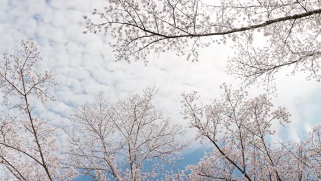 the sky of cherry blossoms in full bloom