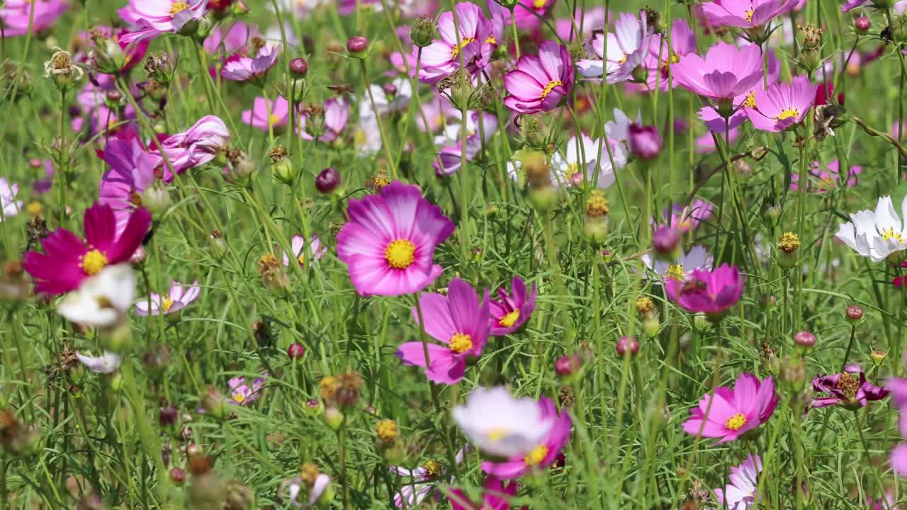 las flores del cosmos se balancean suavemente en el viento