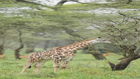 african wildlife of cute baby giraffe on safari, african animals vertical animal video for social media, instagram reels and tiktok of giraffe in forest in serengeti national park in africa