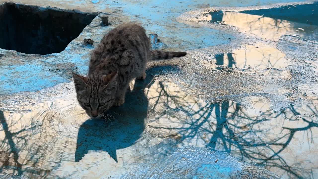Cat drink water pool blue sky reflection animals baby bath breed domestic eye fluffy free friends funny furry happiness kitten kitty lawn little lovely mammal playful pet portrait rest young iran