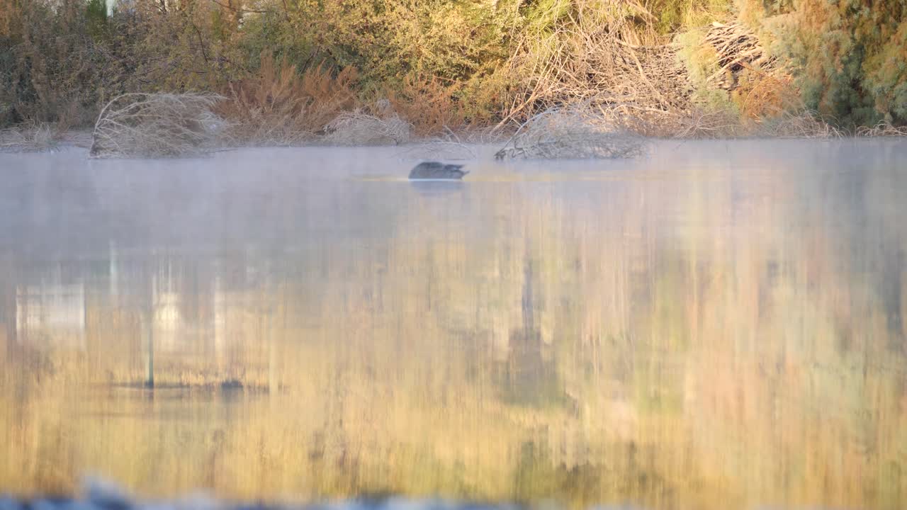 un mallard nada en el agua dorada y la niebla del sol del desierto de la mañana.