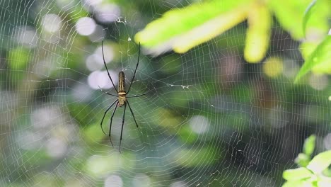 Macro-shot-of-a-golden-silk-orb-weaver-web-spider,-Nephila-pilipes,-trying-to-escape-with-its-coordinated-legs-from-the-spider-web-with-beautiful-bokeh-background