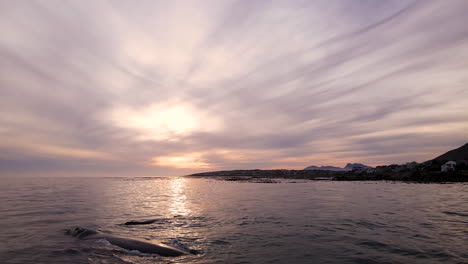 Bond-between-Southern-Right-whale-and-newborn-calf,-close-up-drone,-vivid-sunset