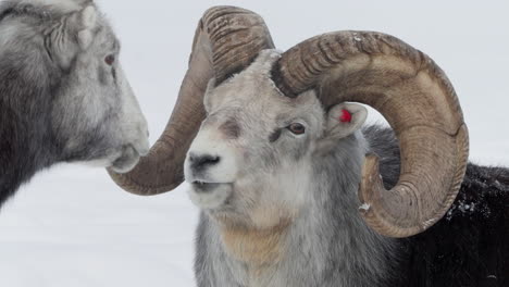 couple of thinhorn sheep in winter landscape in whitehorse, yukon, canada - close up