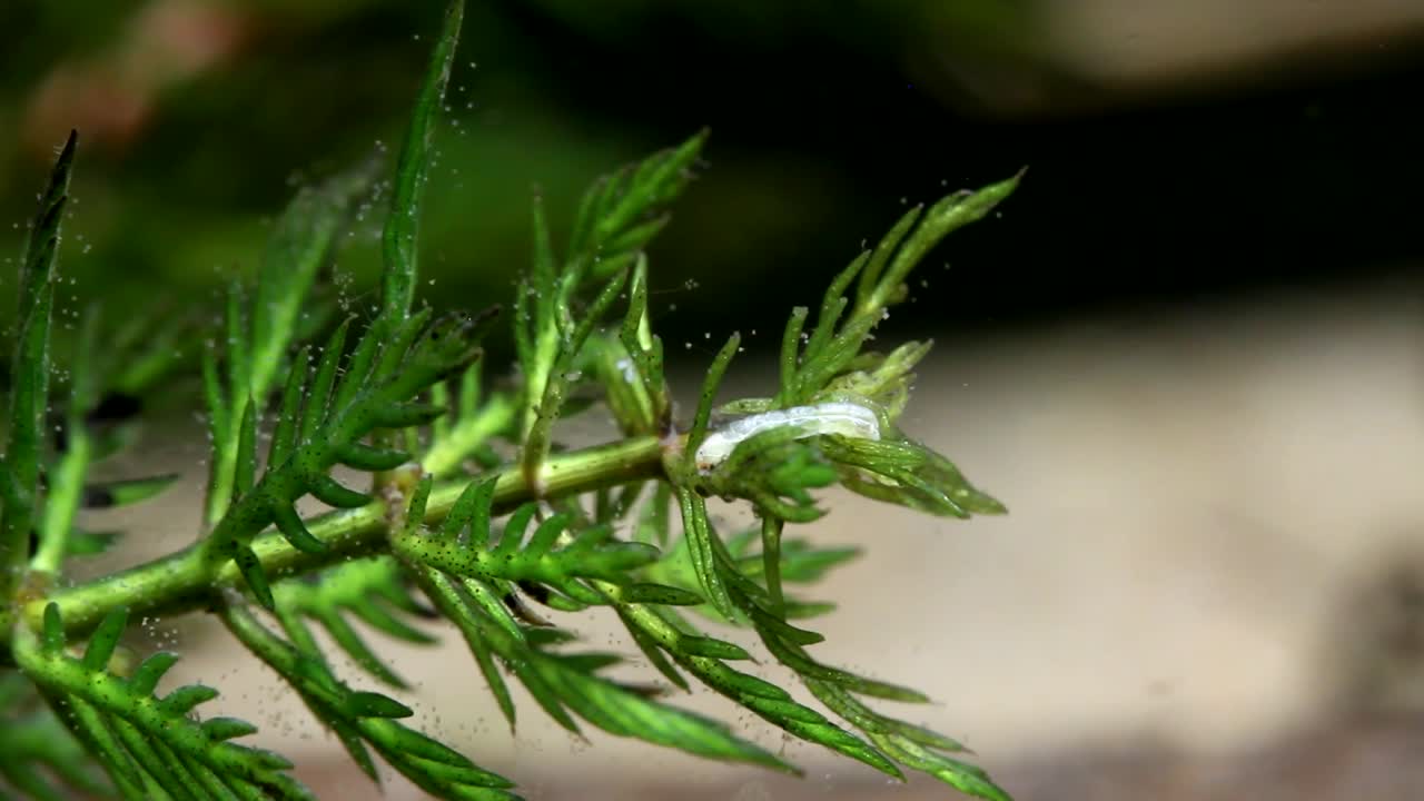 larva de mosquito alimentándose de plantas acuáticas