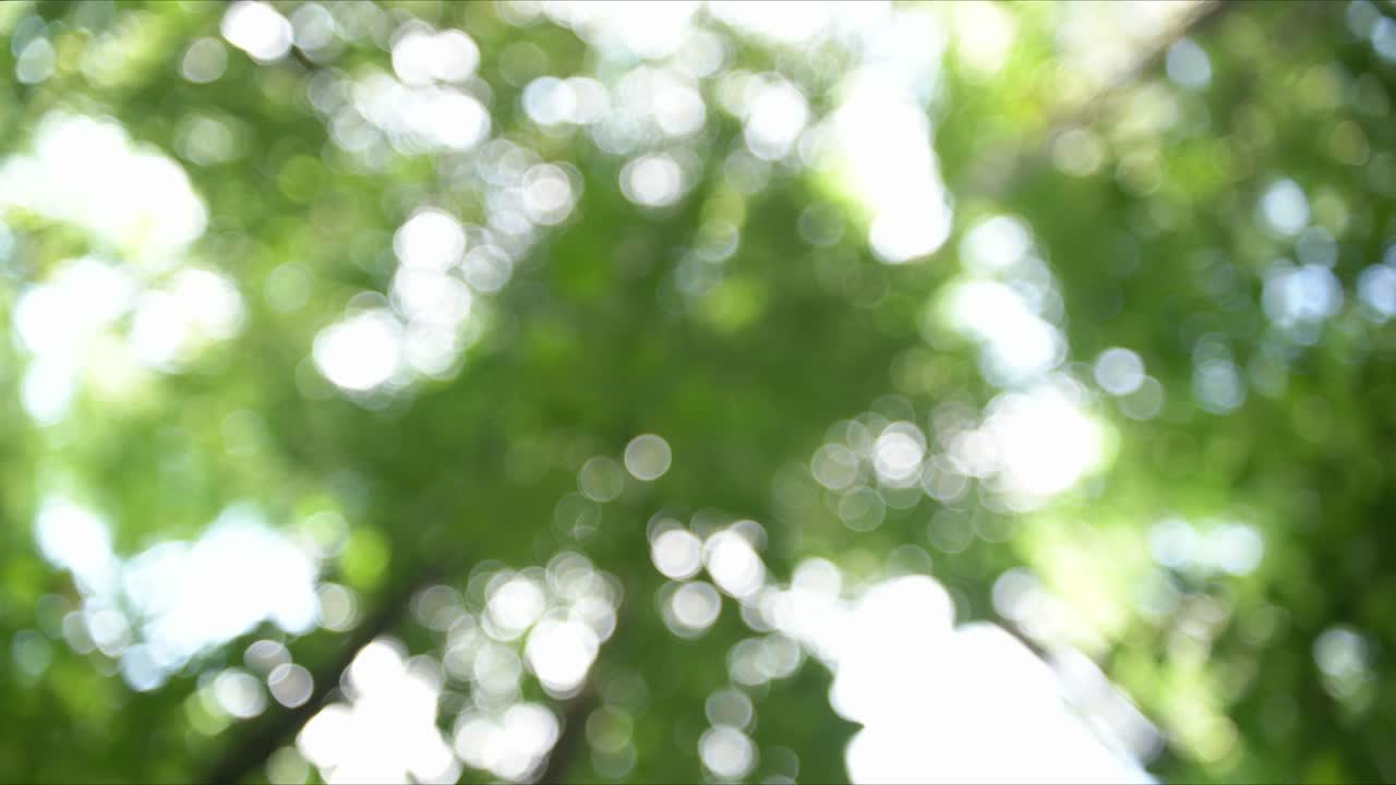 자연의 녹색 밝은 날