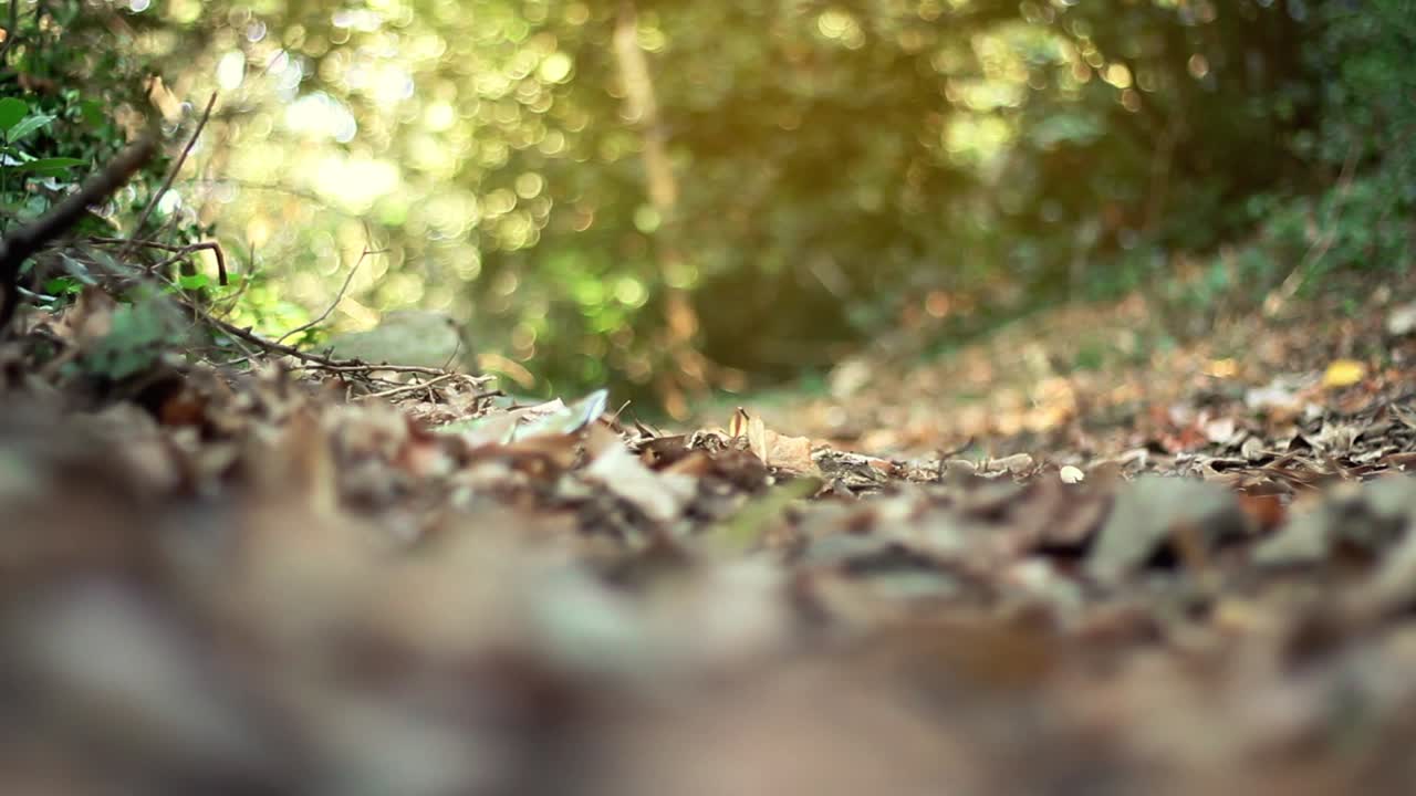 가을의 숲을  ⁇ 는 외로운 남자 1