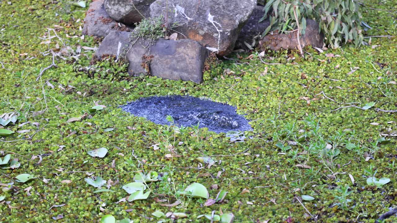 골드 코스트 가든 (gold coast gardens) 에 있는 살비니아 몰레스타 (salvinia molesta) 가 고 있는 연못