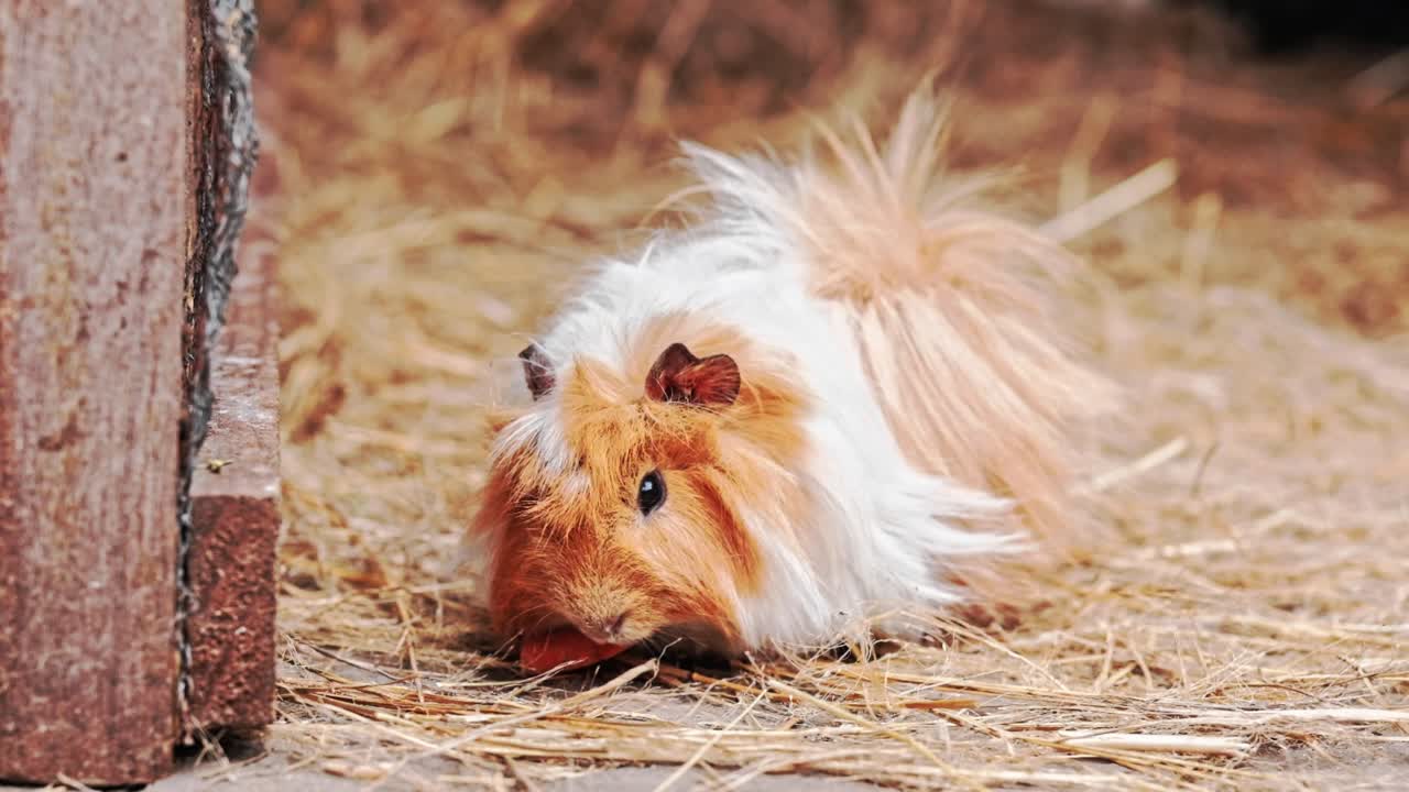 A shaggy brown and white guinea pig eating a carrot on a bed of straw
