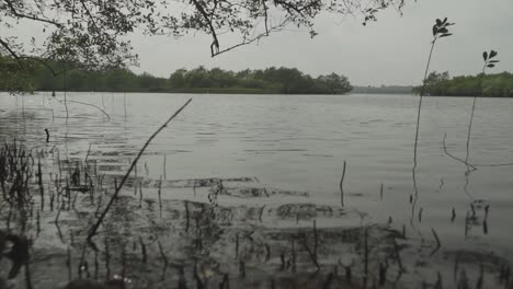 Disparó-A-Través-De-La-Vegetación-De-Un-Lago-En-Medio-De-Un-área-Con-árboles-Y-Vegetación-A-Su-Alrededor