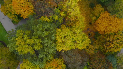 Top-down-view-of-trees-with-colorful-leafs-in-autumn-colors-in-park-with-alleys