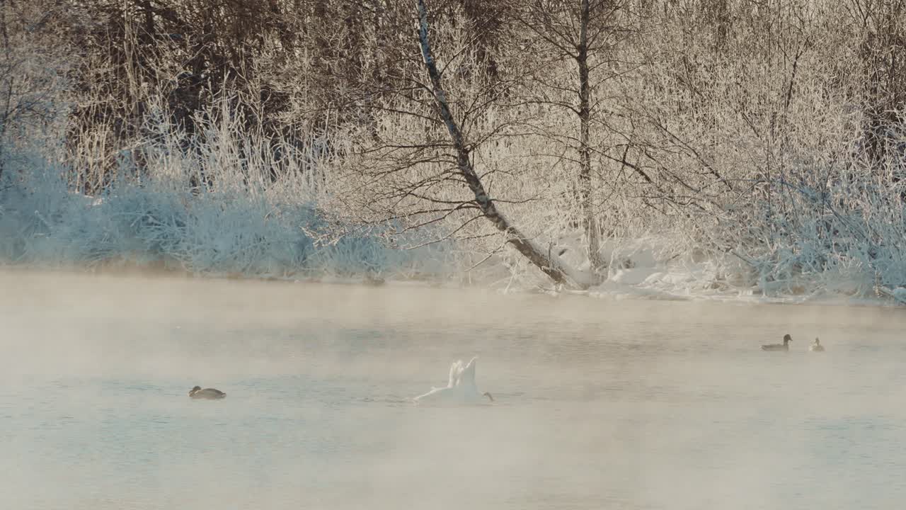 Winter Scene by the Frozen River with Birds