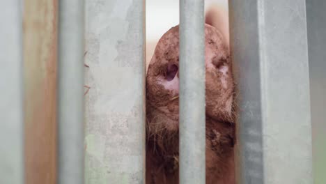 poor pig stuck dirty snout trying to escape from the steel cage during the agricultural show - closeup shot