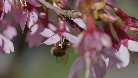 Foto-Macro-De-Abeja-Silvestre-Recogiendo-Polen-De-Flor-Rosa-Durante-El-Día-De-Primavera-Caliente-En-La-Naturaleza