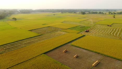 The-beauty-of-nature-has-blossomed-in-the-golden-crop-of-Bengal-i