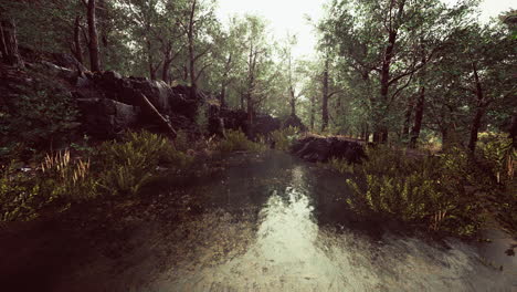 small pond in the forest with moss covered rocks