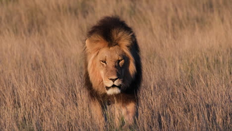 León-Caminando-En-La-Sabana-Africana---Cerrar