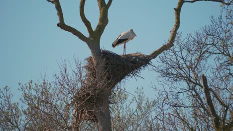 Störche-In-Einer-Natürlichen-Umgebung,-In-Einem-Baum,-In-Ihrem-Nest