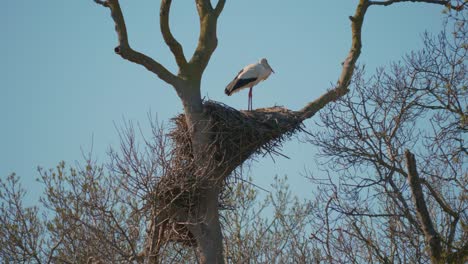 storks in a natural environment, perched in a tree, in their nest