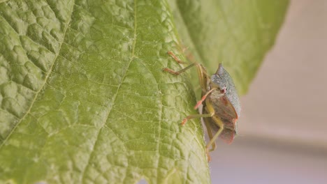 green stink beetle creeps on a grape leaf