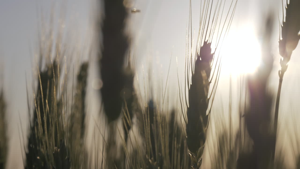Rallentatore: primo piano di grano al tramonto