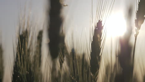 Tiro-Ajustado-De-Trigo-En-Cámara-Lenta-Durante-La-Puesta-De-Sol