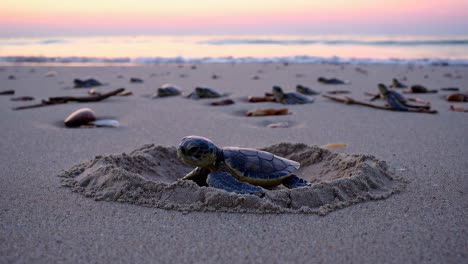 baby sea turtles hatching on a beach at sunrise