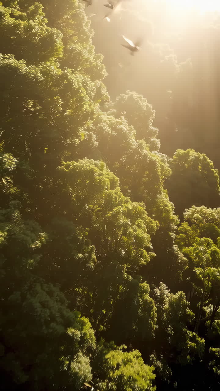 Close-up of a leaf and Forest Canopy