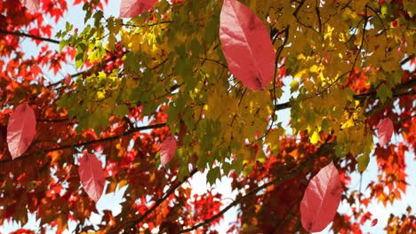 animation of autumn leaves falling against view of trees and sky