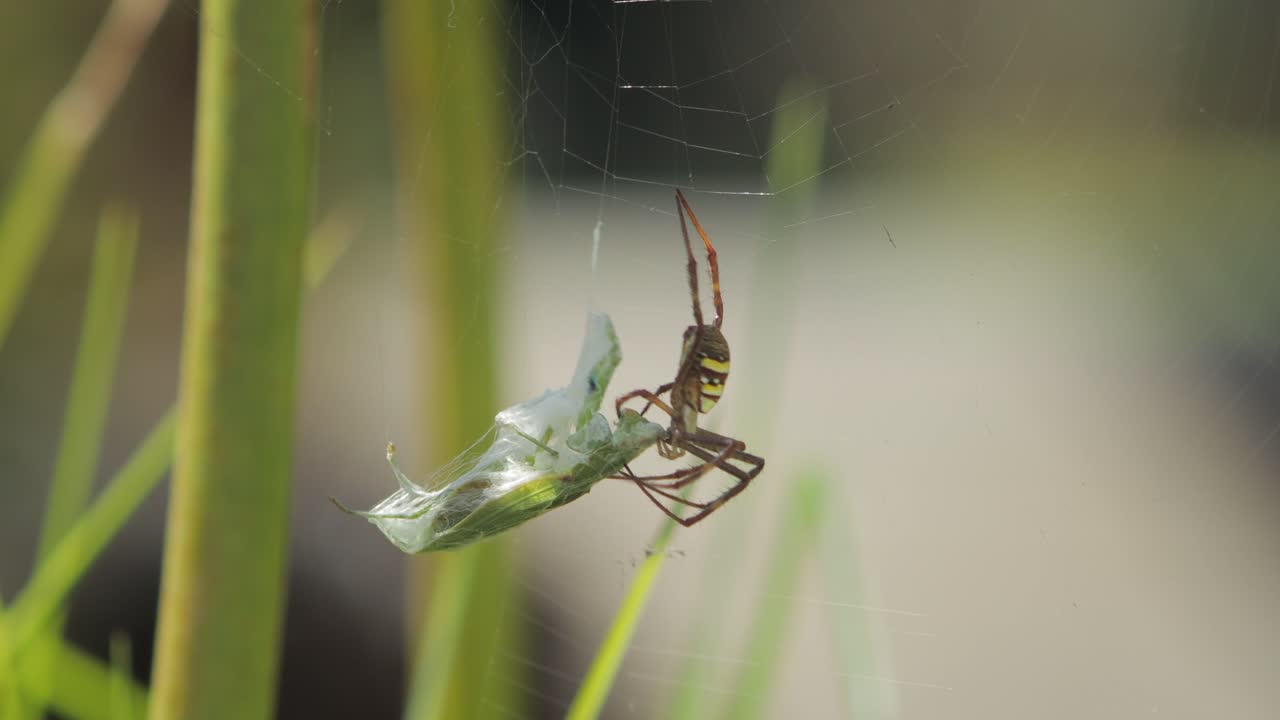 cruz de san andrés araña hembra mordiendo mantis orante atrapado en la red durante el día australia soleada victoria gippsland maffra