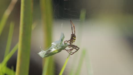 cruz de san andrés araña hembra mordiendo mantis orante atrapado en la red durante el día australia soleada victoria gippsland maffra
