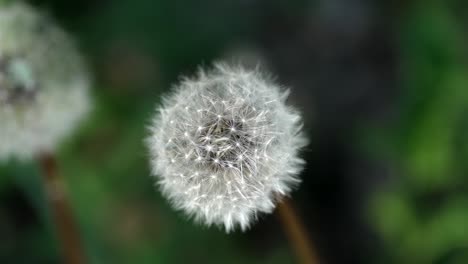 Macro-slow-motion-handheld-shot-of-dandelion-seed-head