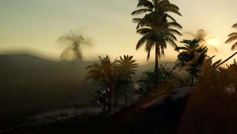 View-of-the-Palm-Trees-in-Fog