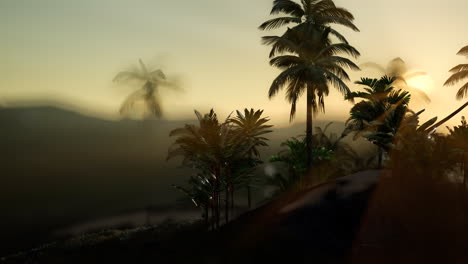 view of the palm trees in fog